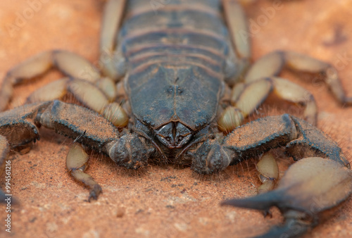 Frontal photograph of a beautiful flat rock scorpion (Hadogenes trichiurus pallidus)  photo