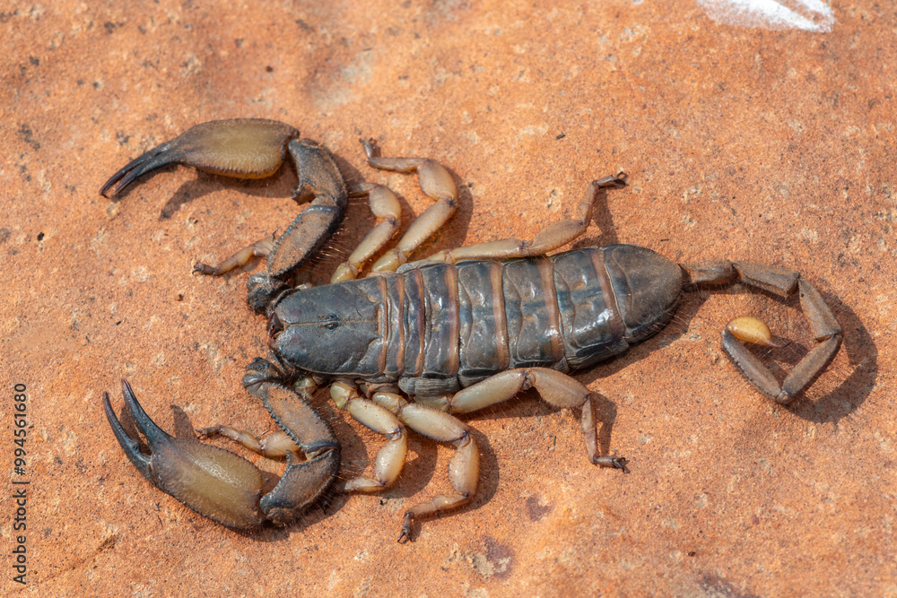 A large flat rock scorpion (Hadogenes trichiurus pallidus) on a rock in the wild A large flat rock scorpion (Hadogenes trichiurus pallidus) on a rock in the wild