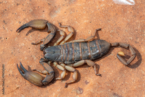 A large flat rock scorpion (Hadogenes trichiurus pallidus) on a rock in the wild