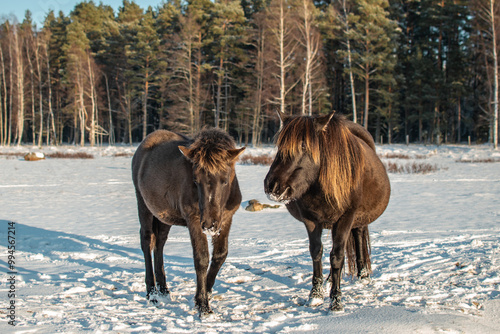 Wallpaper Mural Semi-wild konik polski horse with her foal at Engure Lake Nature Park, Latvia on sunny winter day Torontodigital.ca
