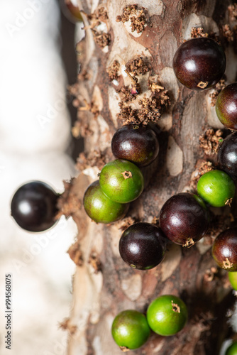 Jaboticaba, a fruit-laden jaboticab tree in springtime in Brazil, selective focus. photo