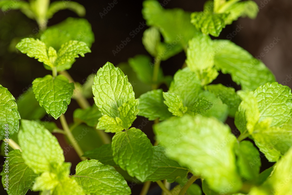 Mint, a beautiful mint plant in springtime in Brazil, selective focus. Mint, a beautiful mint plant in springtime in Brazil, selective focus.