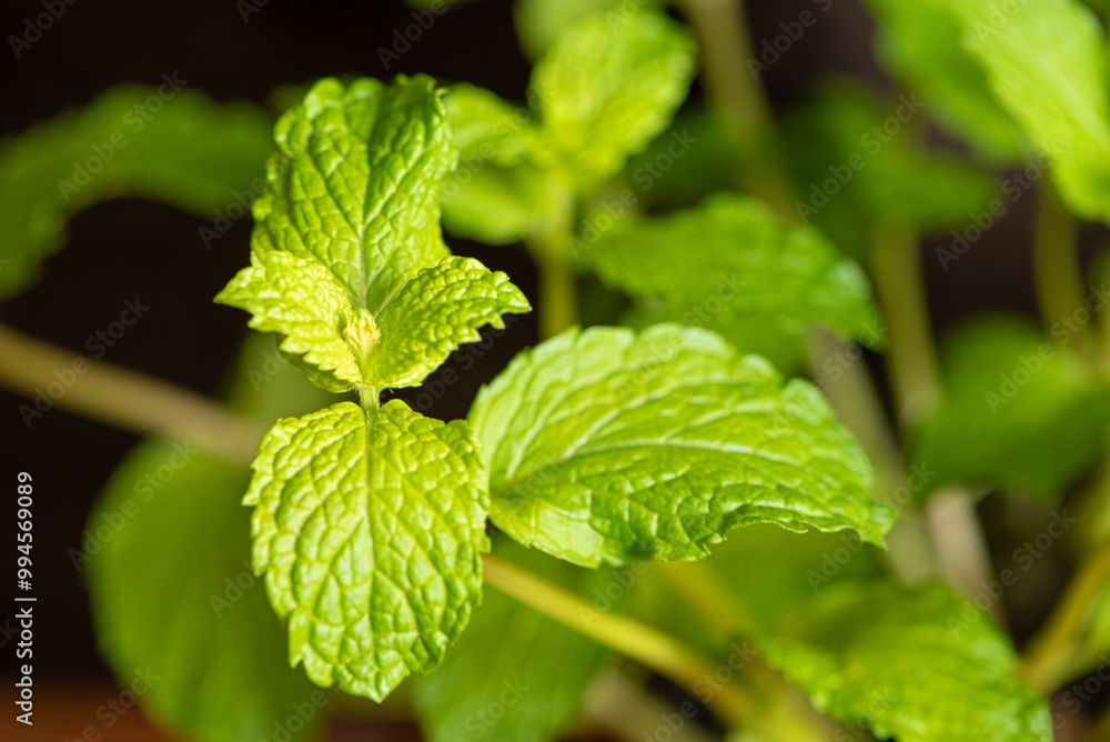 Mint, a beautiful mint plant in springtime in Brazil, selective focus. Mint, a beautiful mint plant in springtime in Brazil, selective focus.