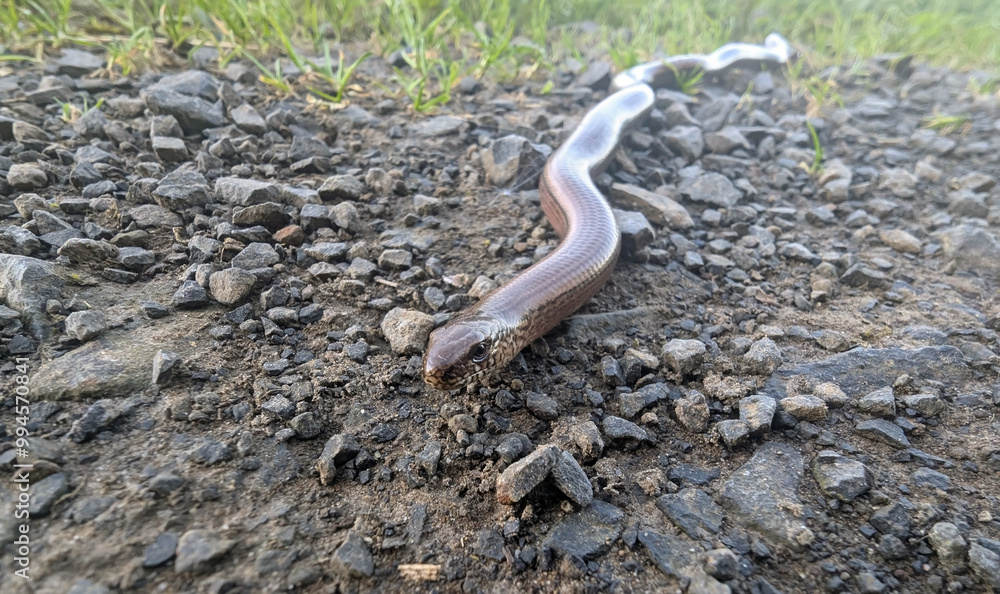 Closeup of a slow worm on a gravel path Closeup of a slow worm on a gravel path