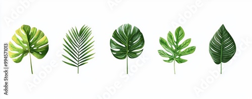 Tropical plants bushes (monstera, palm, rubber plant, pine, fern), cut out