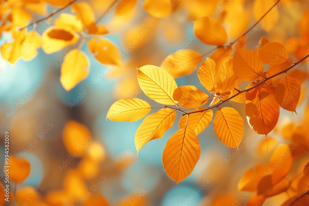 Vibrant autumn leaves displaying shades of orange and gold in a forest during peaceful fall daylight Vibrant autumn leaves displaying shades of orange and gold in a forest during peaceful fall daylight