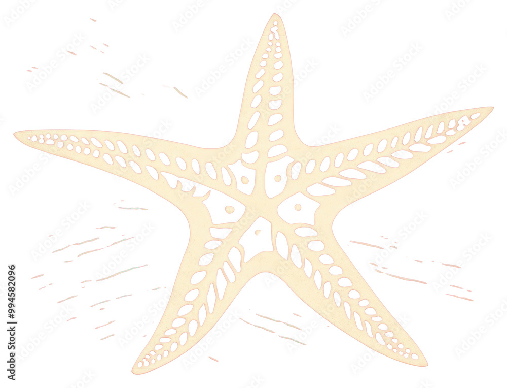 PNG Starfish starfish creativity echinoderm. PNG Starfish starfish creativity echinoderm.