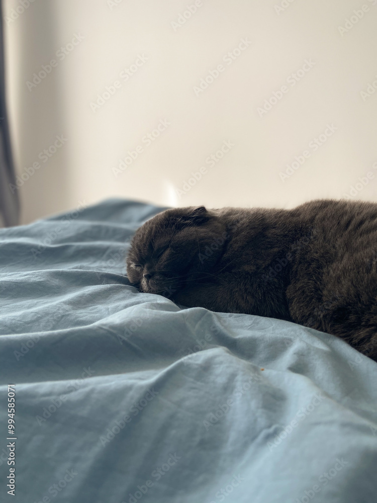 Peaceful gray scottish fold cat sleeping on soft surface at home. Relaxation, comfort, pet and cozy home concept Peaceful gray scottish fold cat sleeping on soft surface at home. Relaxation, comfort, pet and cozy home concept