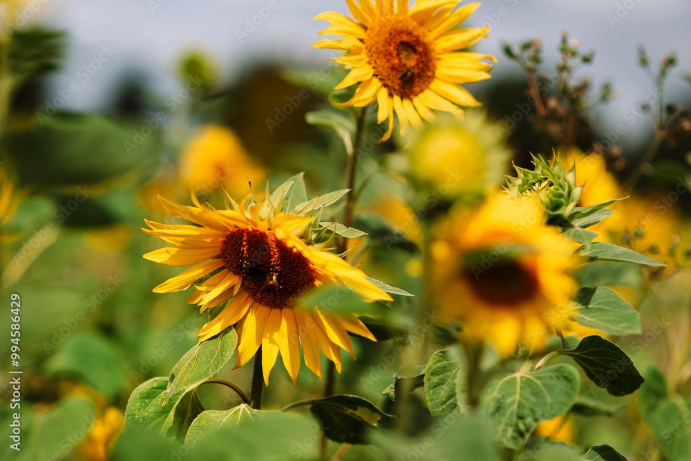 Field of blooming decorative sunflowers on a sunny day. Sunflowers in the open air