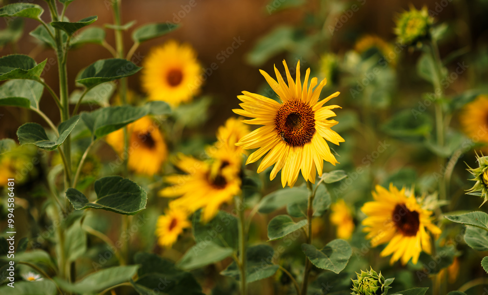 Field of blooming decorative sunflowers on a sunny day. Sunflowers in the open air