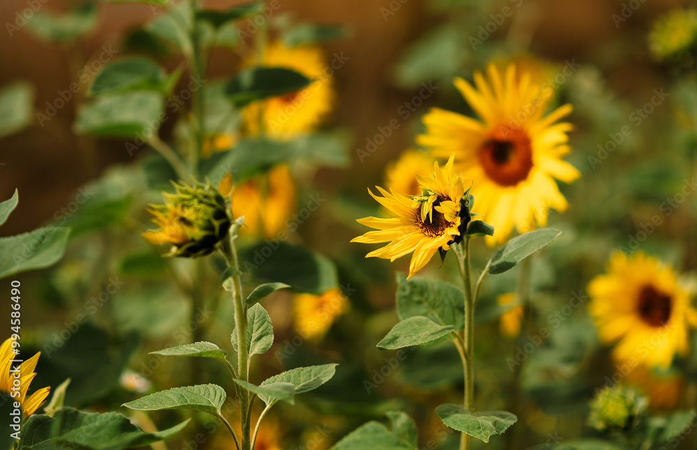 Field of blooming decorative sunflowers on a sunny day. Sunflowers in the open air Field of blooming decorative sunflowers on a sunny day. Sunflowers in the open air