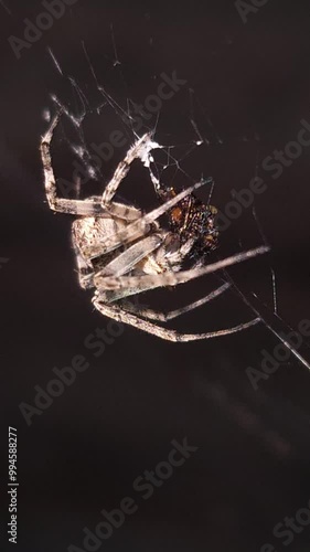 Close-up a spider eating its prey on web in the night. continuously moving insect legs, evening hunting. Halloween, nighttime, nightmare and fear concept with black background. Slow motion vertical. photo