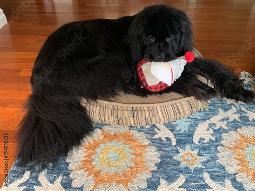 A black Newfoundland dog with a toy photo