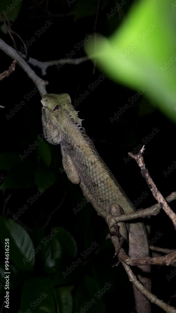 A beautiful Indian Garden Lizard sleeping on the tree branch at night, vertical slow motion video, odisha, india.