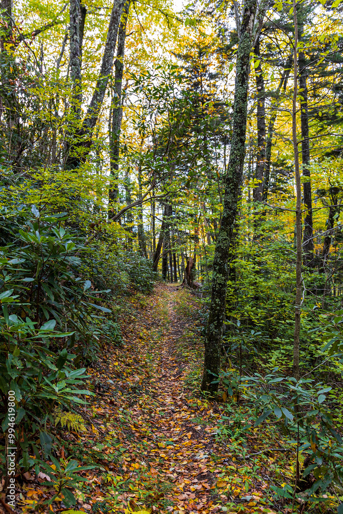 Obraz premium Hiking a quiet mountain trail at Great Smoky Mountains.