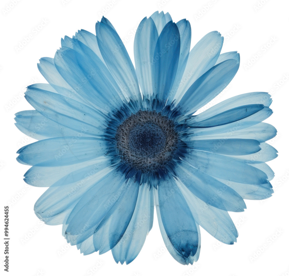 Obraz premium PNG Real Pressed a blue gerbera flower petal plant.