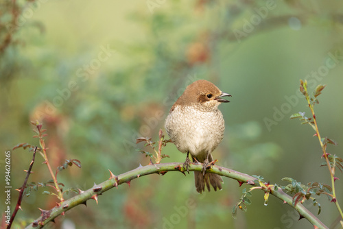 Red-backed Shrike photo