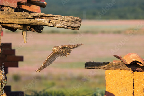 owl. The owl is hanging around the ruin where it is raising its chicks. photo