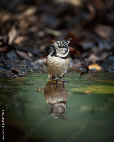 Herrerillo capuchino bañandose photo