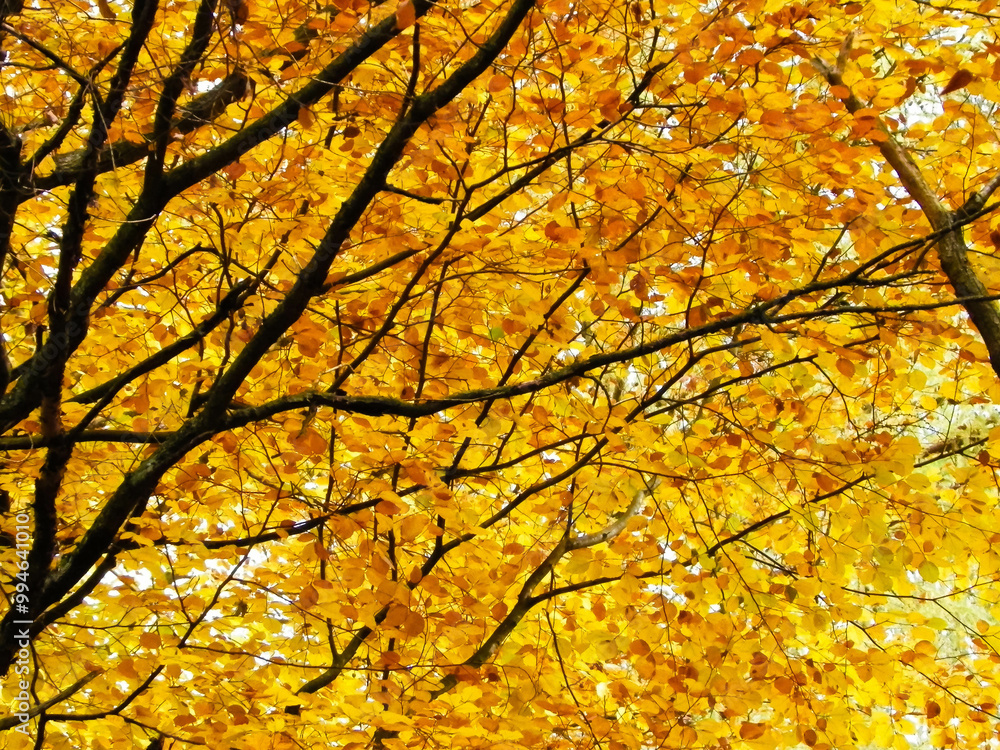 Branches of autumnal trees as nature background. Branches of autumnal trees as nature background.