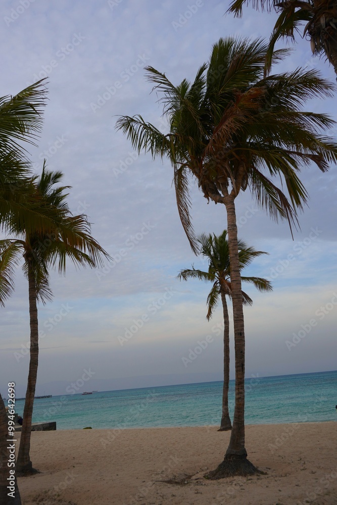 Obraz premium palm trees on the beach