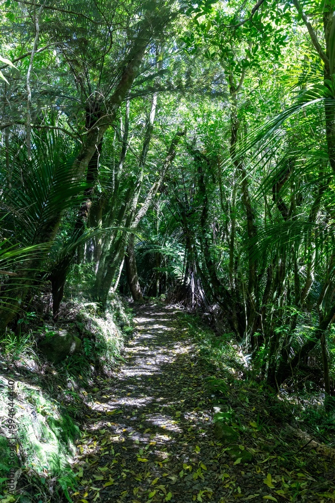 Fototapeta premium The Pinnacles bush walk hiking trail in the Kauaeranga Valley, Coromandel Peninsula, Waikato, New Zealand.