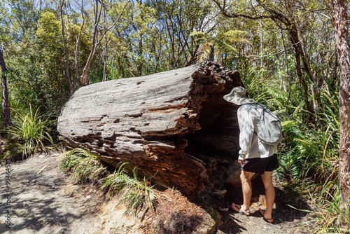 Fallen Kauri log on The Pinnacles bush walk hiking trail in the Kauaeranga Valley, Coromandel Peninsula, Waikato, New Zealand. photo