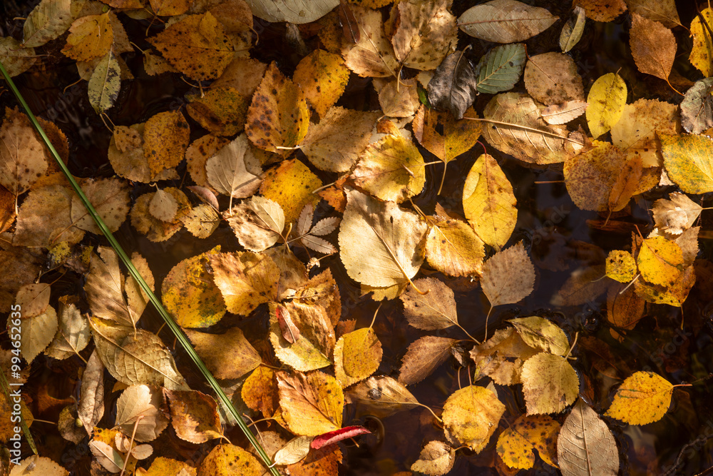 Autumn leaves in the water in the forest Autumn leaves in the water in the forest