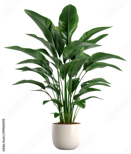 PNG Indoor plant leaf white background houseplant.