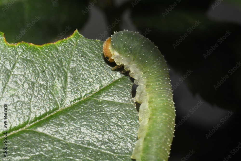 A green bristly rose slug (cladius difformis) is camouflaged as it eats along the edge of a rose leaf while in a rose garden during the summer. A green bristly rose slug (cladius difformis) is camouflaged as it eats along the edge of a rose leaf while in a rose garden during the summer.