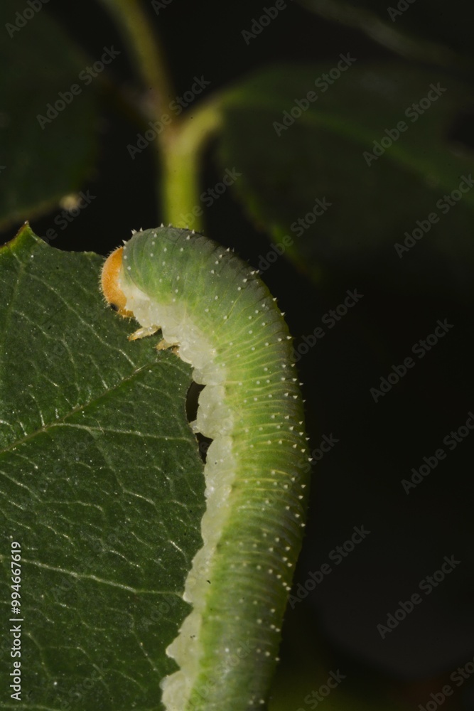 A green bristly rose slug (cladius difformis) is camouflaged as it eats along the edge of a rose leaf while in a rose garden during the summer. A green bristly rose slug (cladius difformis) is camouflaged as it eats along the edge of a rose leaf while in a rose garden during the summer.