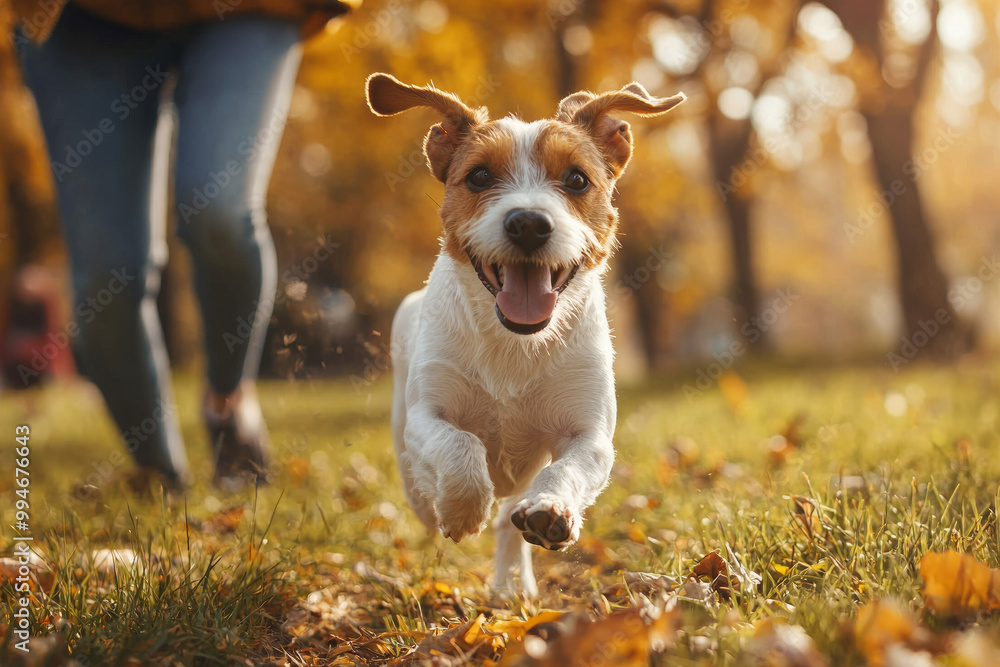 A dog running joyfully through park with its owner, surrounded by autumn leaves and warm sunlight. scene captures happiness and energy of playful pet A dog running joyfully through park with its owner, surrounded by autumn leaves and warm sunlight. scene captures happiness and energy of playful pet