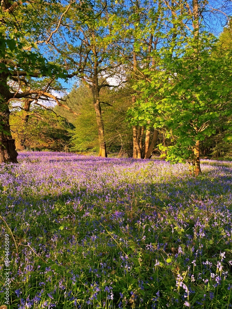 Fototapeta premium Bluebell woodland carpet