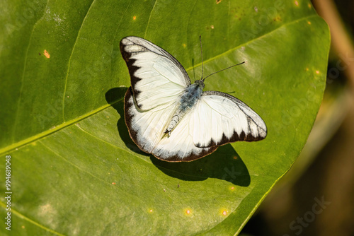 Photography A butterfly in a Kuala Lumpur Taman Rama-rama garden is depicted in a close-up photograph on stock, showcasing its natural colors and large wings