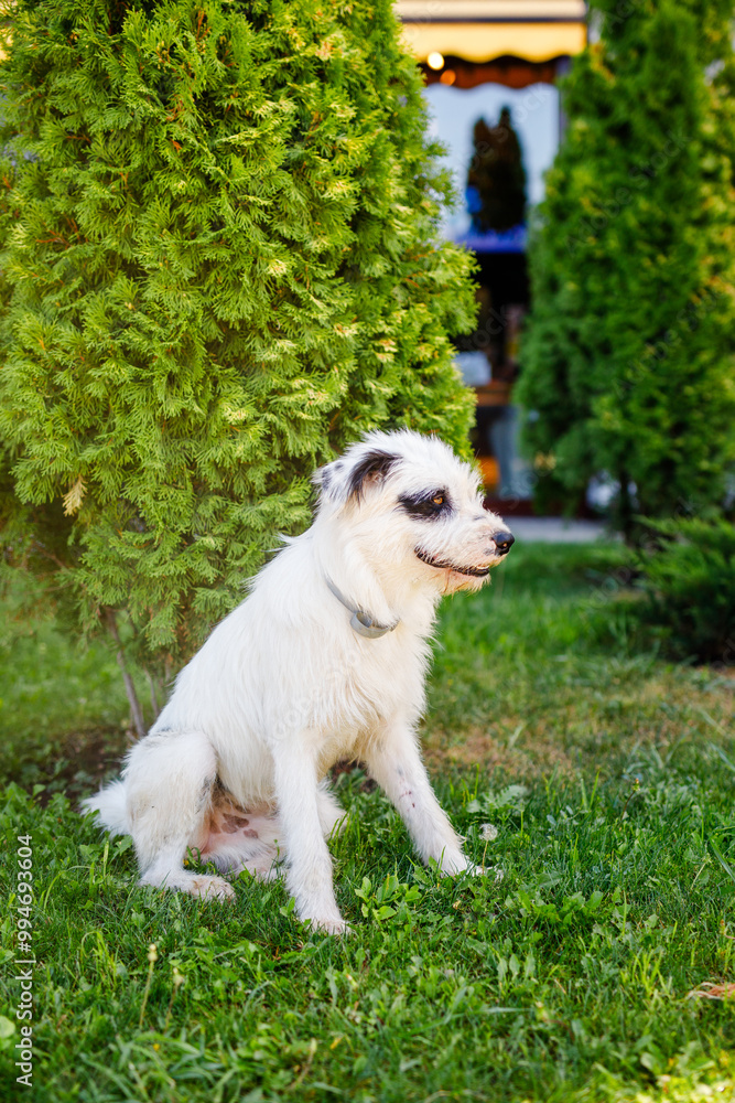 A fluffy young white dog with black markings is resting on a vibrant green lawn during the summer A fluffy young white dog with black markings is resting on a vibrant green lawn during the summer