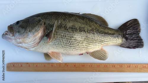 Using a wooden ruler to measure a big largemouth bass. 18 inches. photo