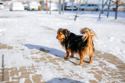 A homeless fluffy black-and-orange dog with beautiful furry ears wanders the streets in the severe winter frost