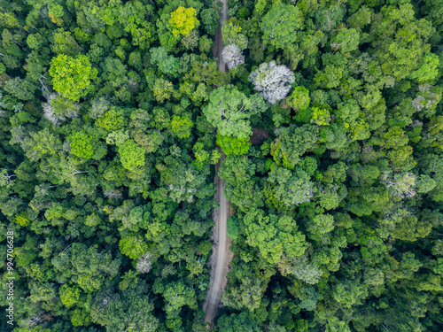 Aerial drone view of dirt road in sustainable logging area surrounded by dense Amazon rainforest