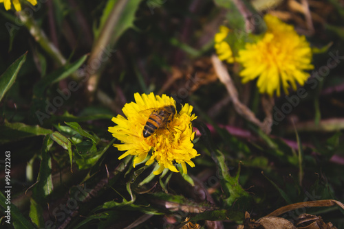 flower and butterfly