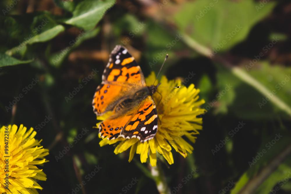 Obraz premium flower and butterfly