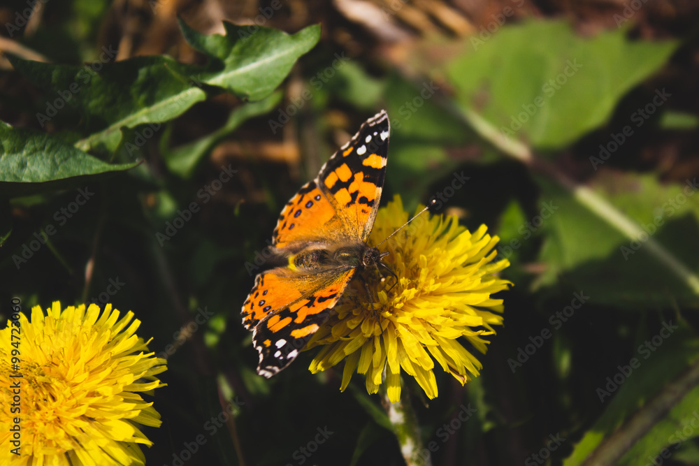 flower and butterfly flower and butterfly