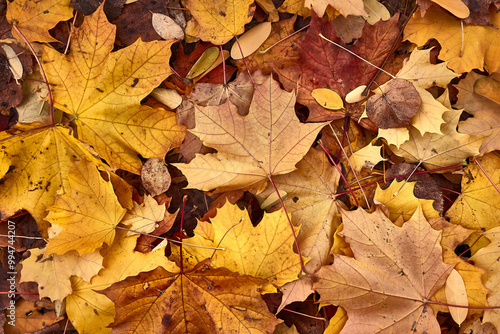 Fallen autumn leaves