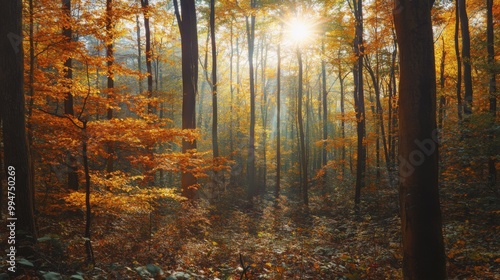 Sunbeams Through Autumn Forest With Fall Colors