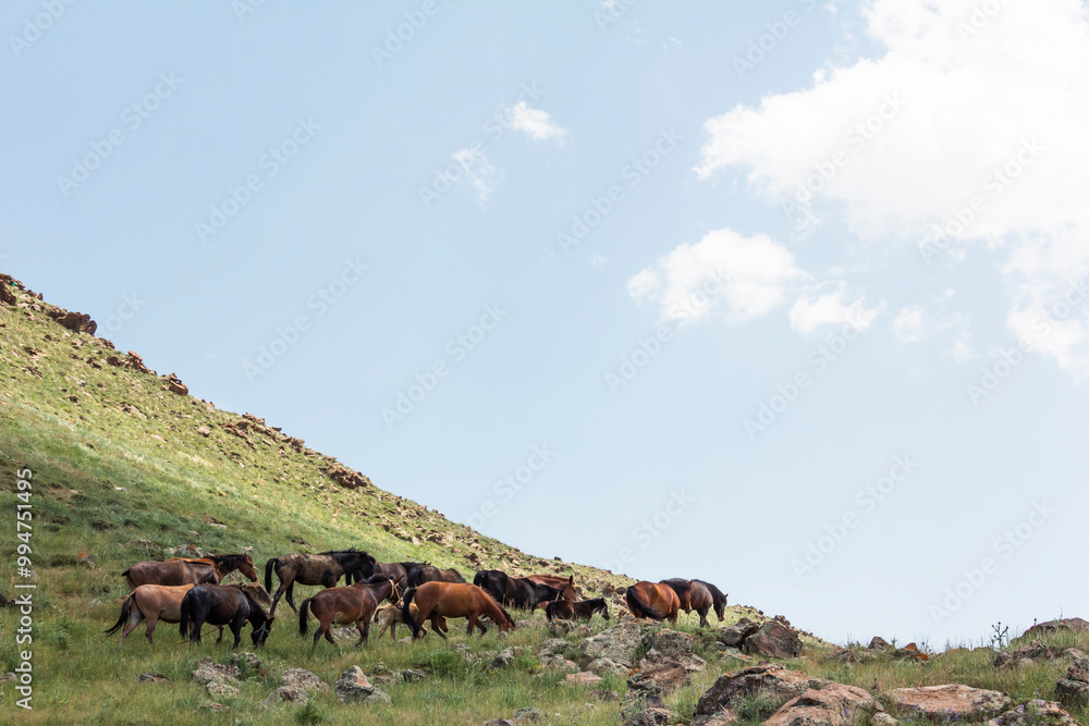 A cattle of wild horses grazing in grasslands of Alborz mountains in Iran. A cattle of wild horses grazing in grasslands of Alborz mountains in Iran.