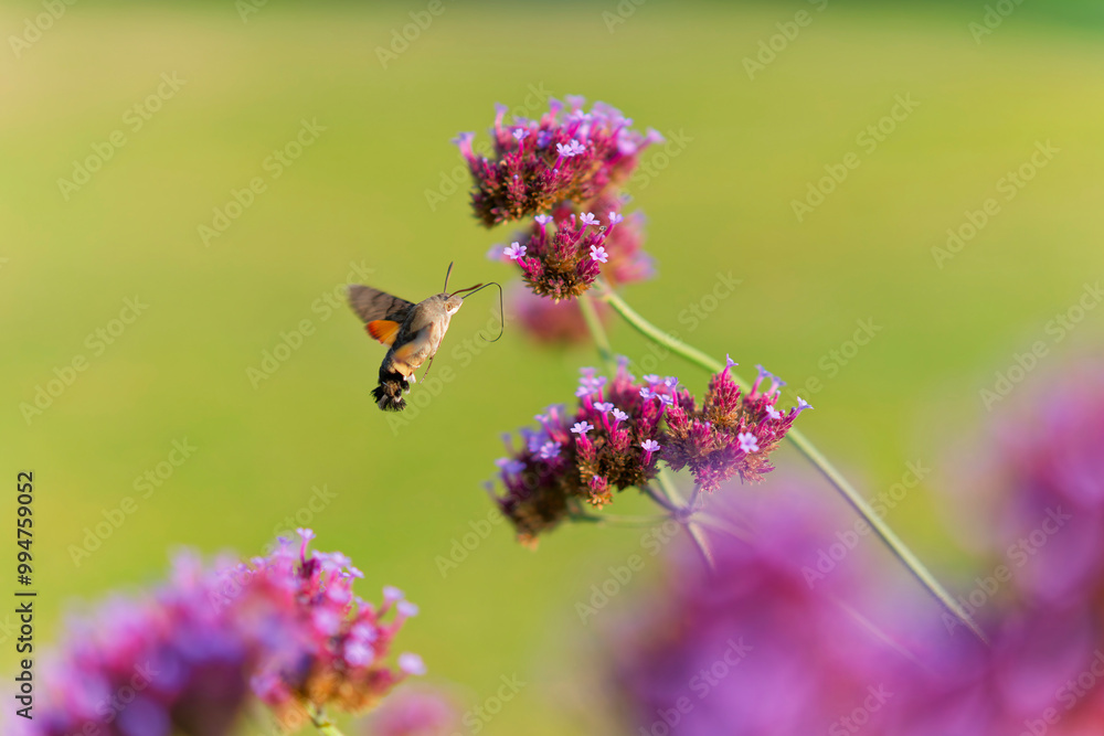 Hummingbird hawk moth is eating the nectar from the flower Hummingbird hawk moth is eating the nectar from the flower