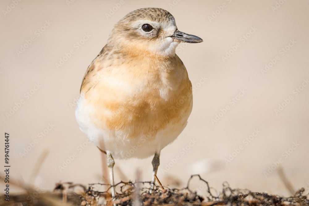 Fototapeta premium close up photo of Dotterel isolated against out of focus beach scene