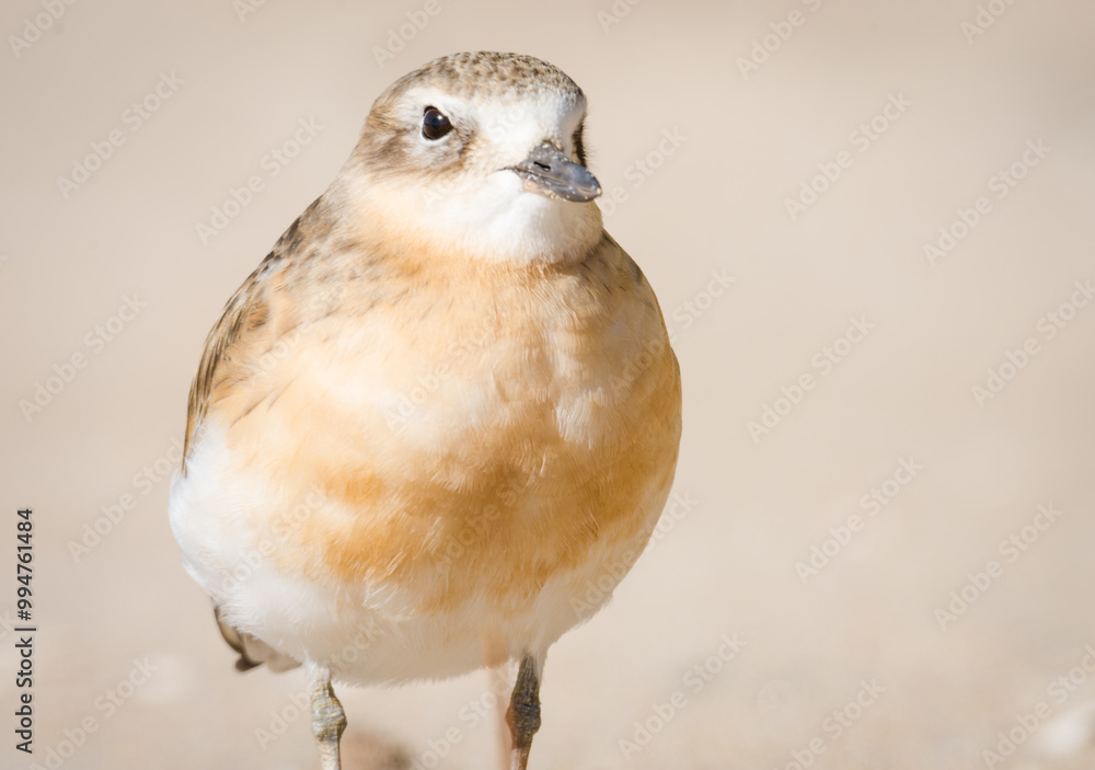 Fototapeta premium close up photo of Dotterel isolated against out of focus beach scene