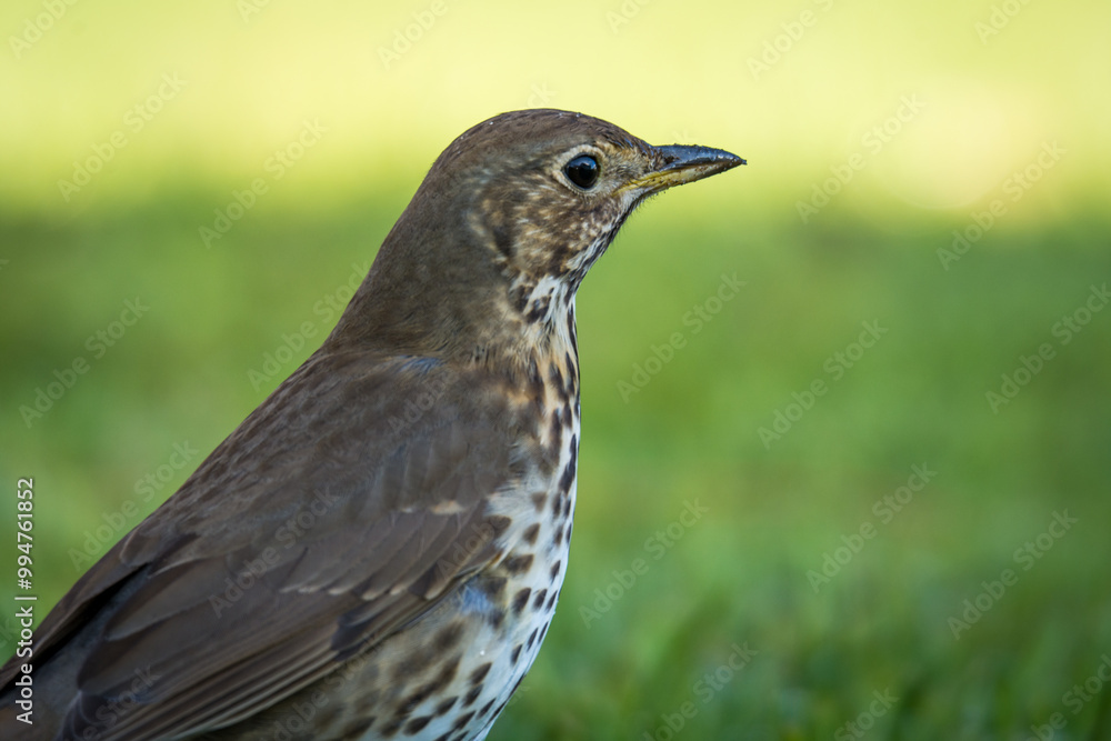 Song thrush hunting for worms and bugs on green grass Song thrush hunting for worms and bugs on green grass