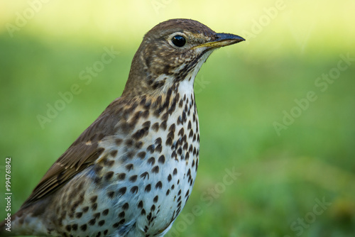 Song thrush hunting for worms and bugs on green grass