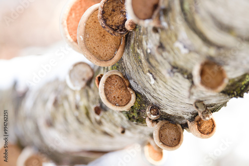 Close-up of PolyPore Mushrooms growing on the bark of a fallen birch tree during winter photo